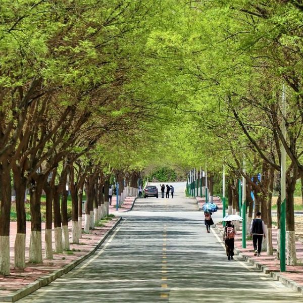 School Campus Street China Youth Road